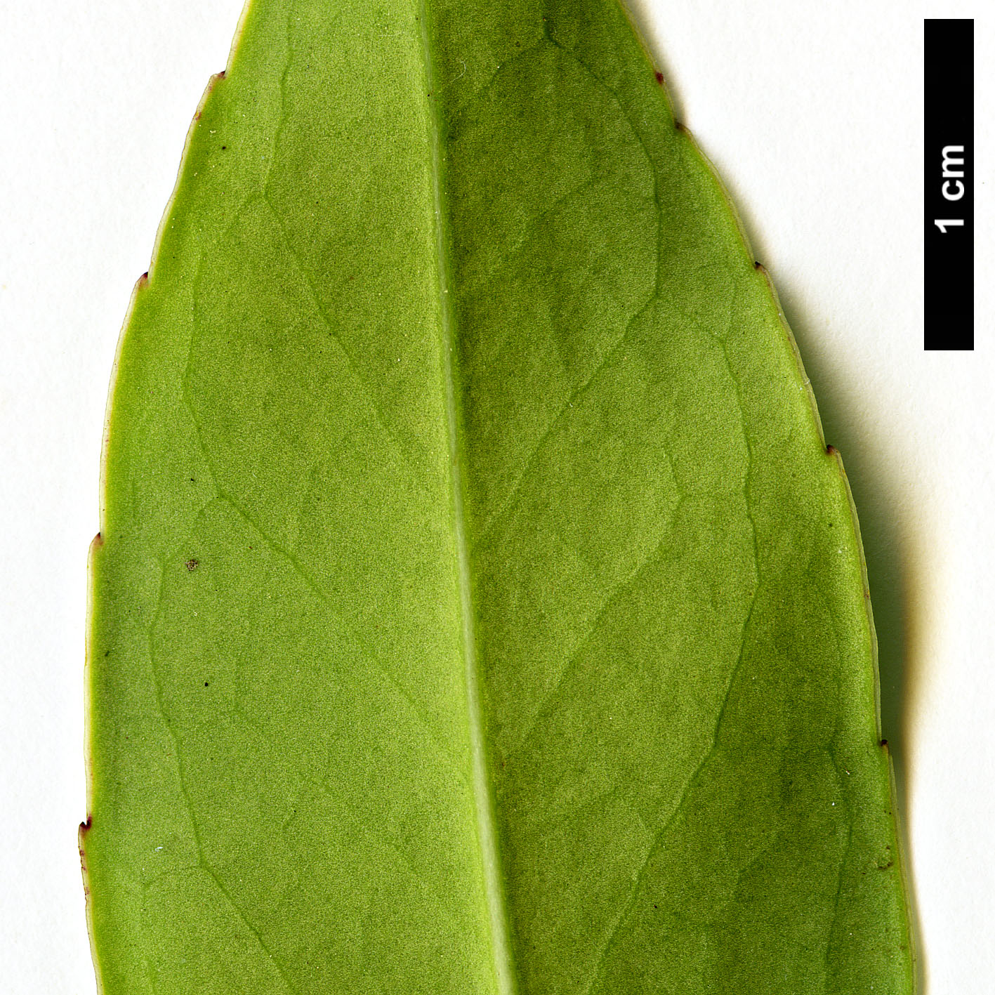 High resolution image: Family: Aquifoliaceae - Genus: Ilex - Taxon: fargesii - SpeciesSub: subsp. fargesii